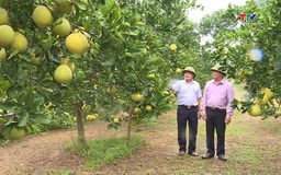 Thanh Hóa đã cấp và duy trì 75 mã số vùng trồng xuất khẩu