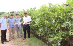 Chuyển đổi cây trồng, tăng giá trị trên 1 đơn vị diện tích