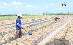 Tập trung khôi phục và sản xuất vụ Đông sau mưa bão