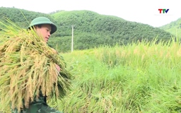 Hỗ trợ người dân xã Bát Mọt thu hoạch lúa 