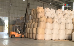 Hoạt động thu mua và chế biến lúa gạo của các doanh nghiệp giảm mạnh 