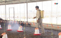 Chủ động phòng chống dịch bệnh cho gia súc, gia cầm