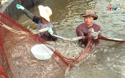 Thanh Hóa thu hoạch thủy sản đạt 80,7% kế hoạch năm