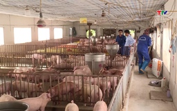 Giá lợn hơi giảm thấp nhất trong vòng 5 năm