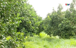 Hỗ trợ trên 42 tỉ đồng phát triển sản xuất cây ăn quả tập trung