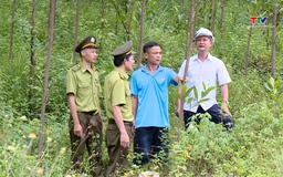 Phát triển rừng gỗ lớn gắn với chuỗi liên kết sản xuất - chế biến - xuất khẩu