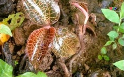 Phát hiện loài lan gấm ngọc vân hồng quý hiếm tại Pù Luông