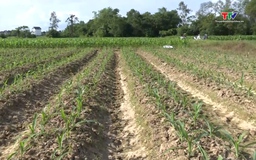 Chủ động phòng trừ sâu bệnh, bảo vệ cây trồng vụ Đông