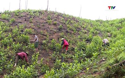 Xuất cấp hơn 156 tấn gạo hỗ trợ người dân chăm sóc, bảo vệ rừng