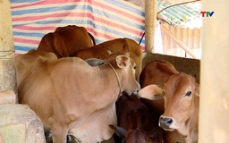 Thanh Hóa: Chăn nuôi trâu bò giảm mạnh