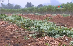 Nhân rộng mô hình trồng sắn sử dụng giống kháng khảm lá sắn 