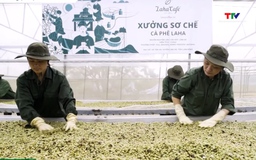 Thuế cà phê Mỹ về 0%: Cơ hội bứt phá cho xuất khẩu Việt 