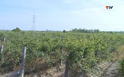 Sản xuất dược liệu theo hướng công nghệ cao