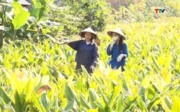 Nữ thanh niên dân tộc Thái khởi nghiệp thành công từ mô hình sản xuất Nông nghiệp sạch