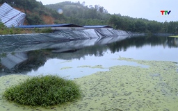 Ô nhiễm môi trường tại trang trại chăn nuôi ở xã Thanh Quân