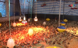 Hiệu quả mô hình chăn nuôi gà đồi theo hướng an toàn sinh học