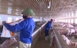 Giá lợn hơi giảm sâu