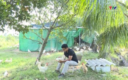 Thanh niên thành công từ nuôi gà thảo mộc