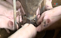 Giá lợn có thể tăng trong dịp Tết Nguyên đán