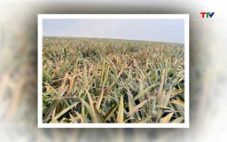 Xác định nguyên nhân bước đầu khiến 500 ha dứa bỗng nhiên héo úa, chết hàng loạt