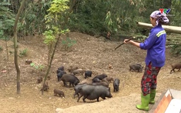 Gần 2 tỷ đồng dư nợ cho vay đối với hộ đồng bào dân tộc thiểu số 