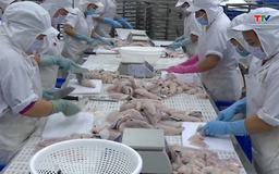 Xuất khẩu cá tra vượt mốc 2 tỷ USD