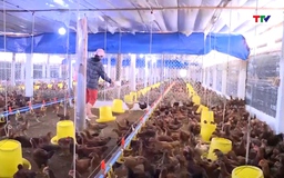 Chủ động phòng, chống dịch cúm gia cầm thời điểm cuối năm  