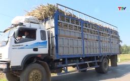 Đảm bảo an toàn giao thông vụ mía nguyên liệu 2025-2026 