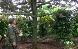 Thí điểm truy xuất nguồn gốc sầu riêng hướng tới chuỗi cung ứng bền vững 