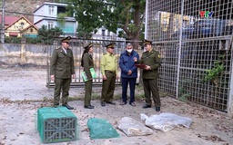 
Phát hiện vụ vận chuyển lâm sản trái pháp luật