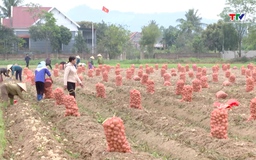 Phát triển diện tích liên kết trồng khoai tây vụ đông xuân