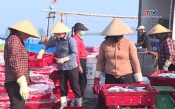 Thanh Hóa: Khai thác thủy sản năm 2025 đạt trên 140.000 tấn