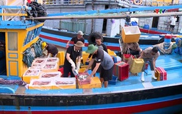 Thanh Hóa: Khai thác thủy sản năm 2025 đạt trên 140.000 tấn