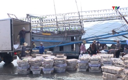 Thanh Hóa: Khai thác thủy sản năm 2025 đạt trên 140 nghìn tấn