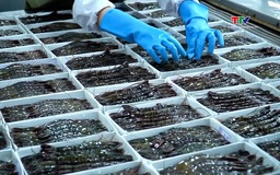 Xuất khẩu tôm năm 2025 sẽ cán mốc kỷ lục 4,6 tỷ USD