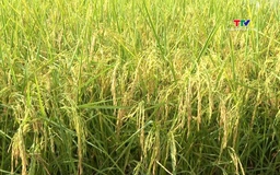 Tập trung phát triển sản phẩm nông nghiệp chủ lực