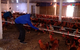 Thanh Hóa có hơn 1.300 tổ hợp tác hoạt động trong lĩnh vực nông nghiệp