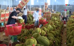 Xuất khẩu rau quả lập kỷ lục trong năm 2025