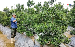 Làng nghề cảnh ở Hợp Tiến chuẩn bị vào vụ Tết