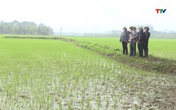 Tập trung chăm sóc, bảo vệ lúa chiêm xuân