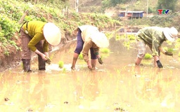 Nông dân huyện Mường Lát xuống đồng gieo cấy lúa vụ Xuân