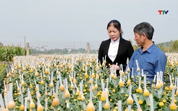 Xã Nga Hải, huyện Nga Sơn chuyển đổi cơ cấu cây trồng cho hiệu quả cao