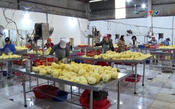 Phát huy vai trò của doanh nghiệp trong sản xuất nông nghiệp hàng hóa