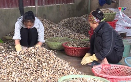 Chứng nhận xuất xứ cho hơn 4.300 tấn ngao thương phẩm