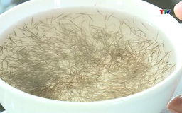 Các cơ sở sản xuất, di ương hơn 1,8 tỷ con giống thủy sản