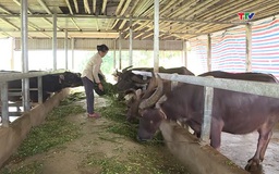 Gỡ khó phát triển chăn nuôi đại gia súc khu vực miền núi