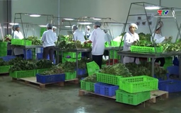 Xuất khẩu rau quả chững lại 
