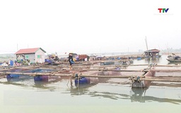 Thị xã Nghi Sơn xử lý trên 3.300 lồng, bè nuôi trồng thủy sản tự phát
