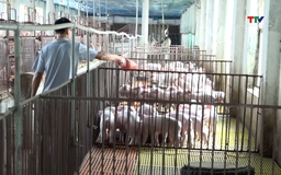 Vốn tín dụng chính sách góp phần giải quyết việc làm tại Vĩnh Lộc
