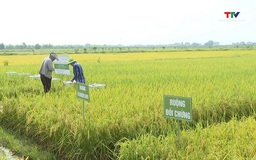 Đánh giá mô hình sản xuất lúa giảm phát thải khí nhà kính tại Thanh Hóa